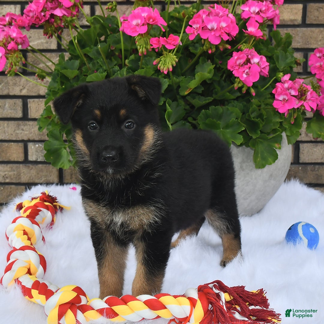 German Shepherd dogs for sale: Cinder - Image 3