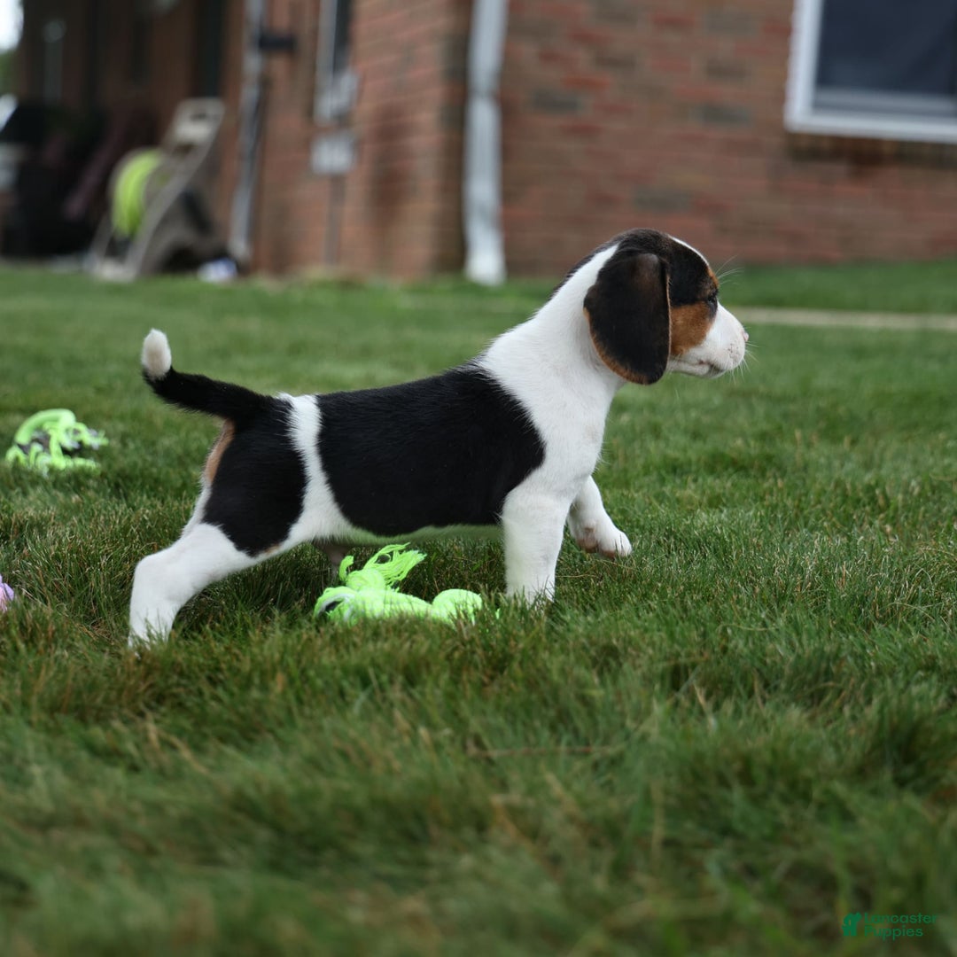 Beagle dogs for sale: Kobe - Image 4