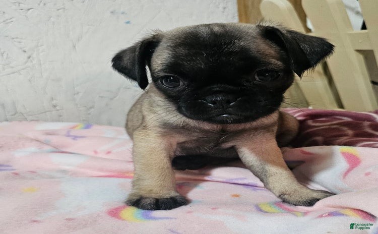 Pug dogs for sale - Ad 3