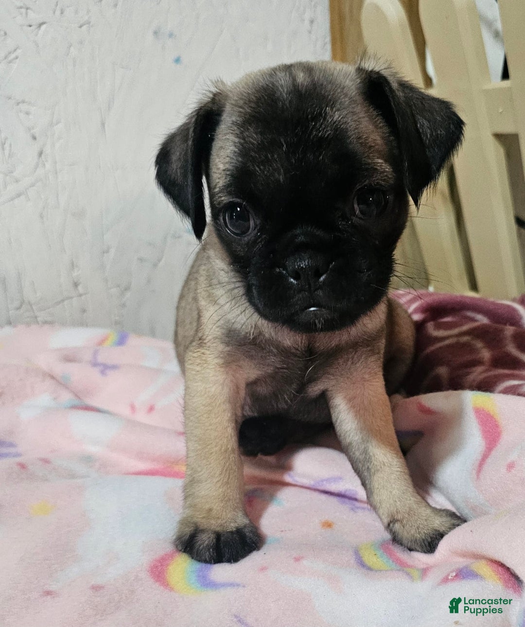 Pug dogs for sale: Shilo - Image 8