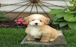 Mini Bernedoodle dogs for sale: Pluto - Image 3
