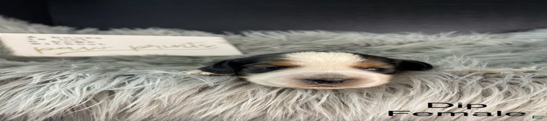 Dip