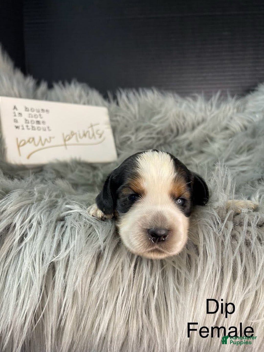 English Springer Spaniel dogs for sale: Dip - Image 3