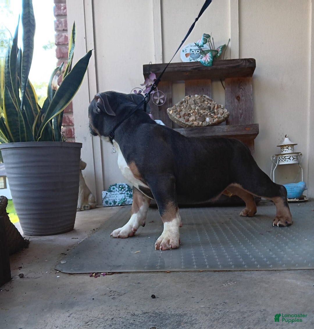 American Bully dogs for sale: Rose Col - Image 4