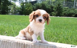 Cavalier King Charles Spaniel dogs for sale: Bella - Image 2