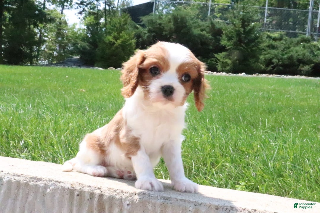 Cavalier King Charles Spaniel dogs for sale: Bella - Image 2