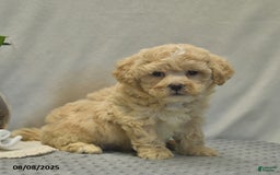 Teddy Bear dogs for sale: Biscute - Image 5