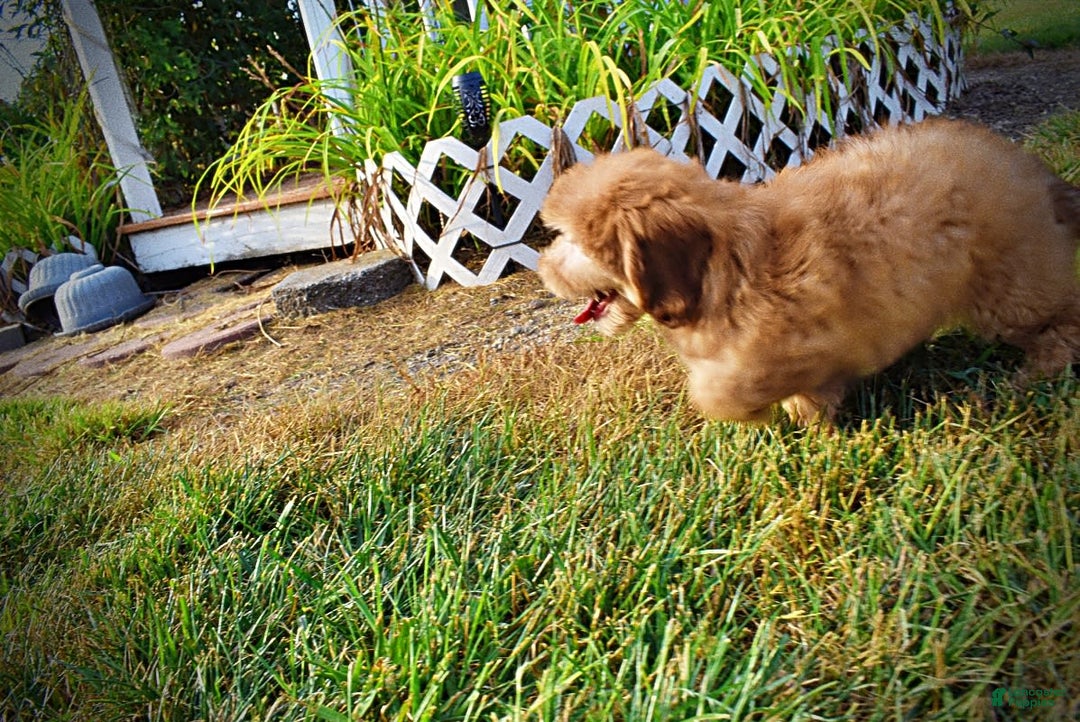 Havapoo dogs for sale: Kewtie - Image 6