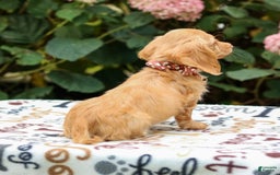 Miniature Dachshund dogs for sale: Sparky - Image 8