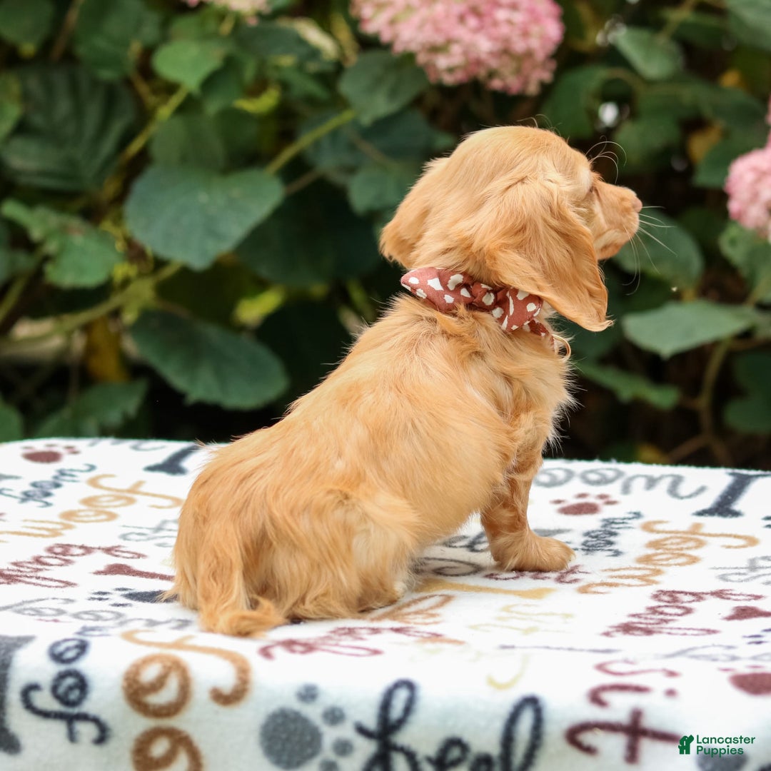 Miniature Dachshund dogs for sale: Sparky - Image 8