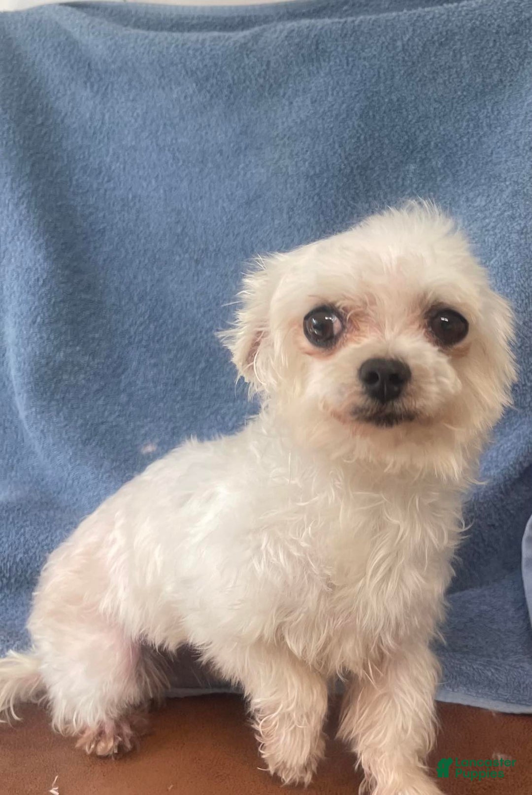 Maltipoo dogs for sale: Sweet Pea - Image 23