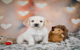 Goldendoodle dogs for sale: Roxie - Image 5