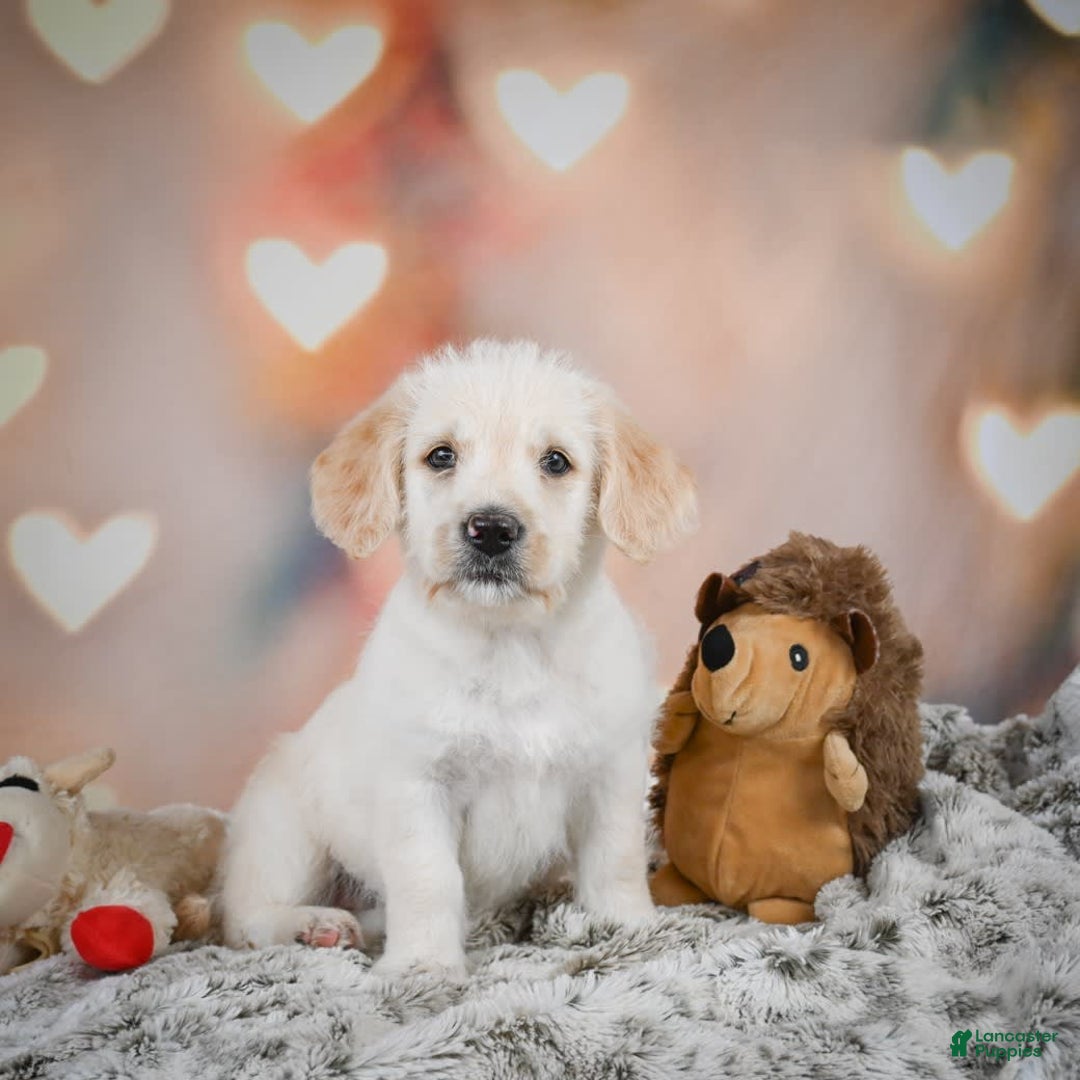Goldendoodle dogs for sale: Roxie - Image 5