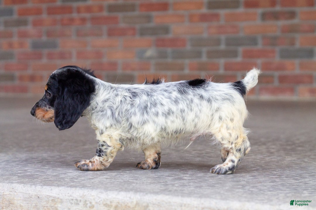 Miniature Dachshund dogs for sale: Maverick - Image 6