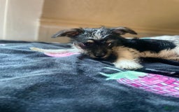 Chihuahua dogs for sale: April - Image 3