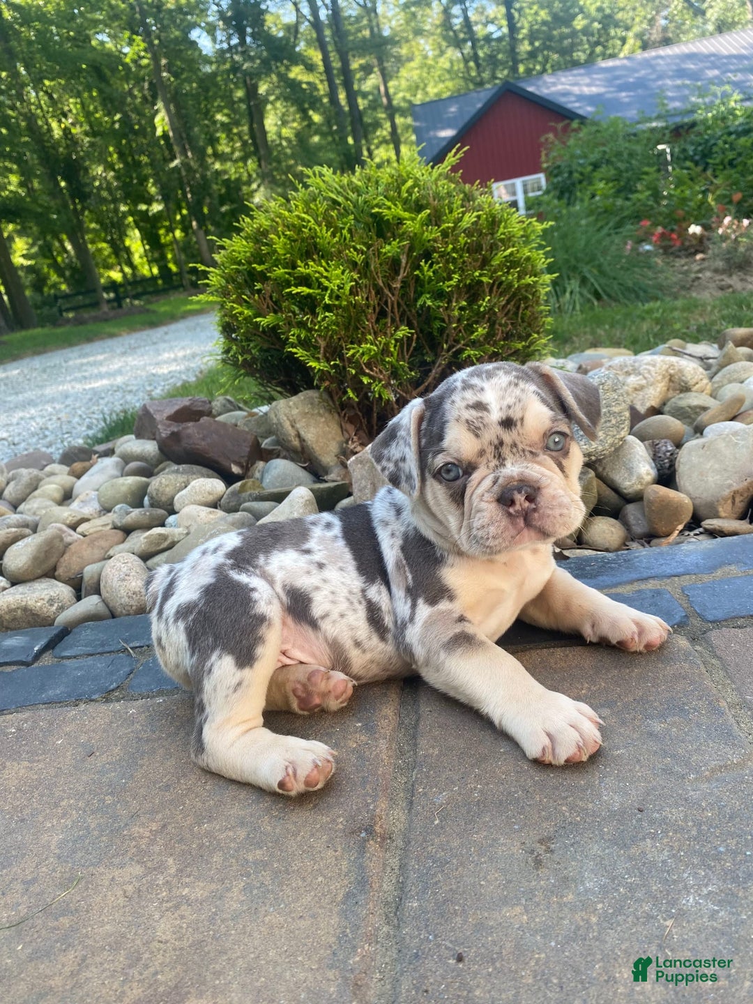 French Bulldog dogs for sale: Rambo - Image 8