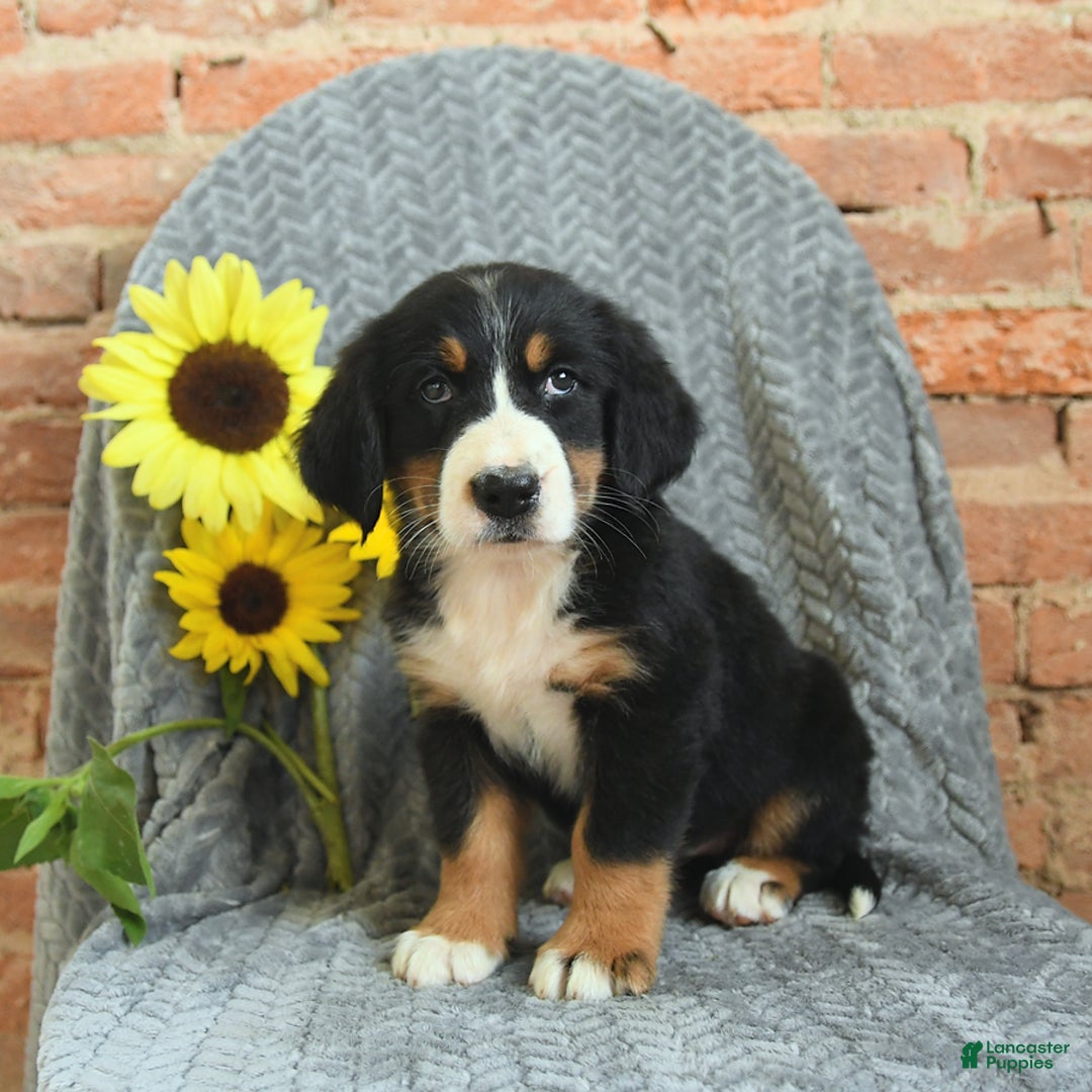 Greater Swiss Mountain Dog dogs for sale: Raven - Image 3