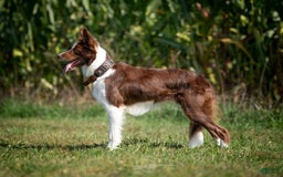 Border Collie dogs for sale: Colt - Image 4