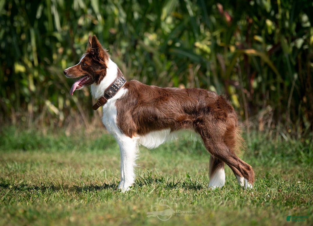 Border Collie dogs for sale: Colt - Image 4