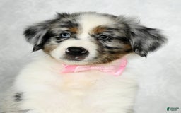 Miniature Australian Shepherd dogs for sale: Jewel - Image 9