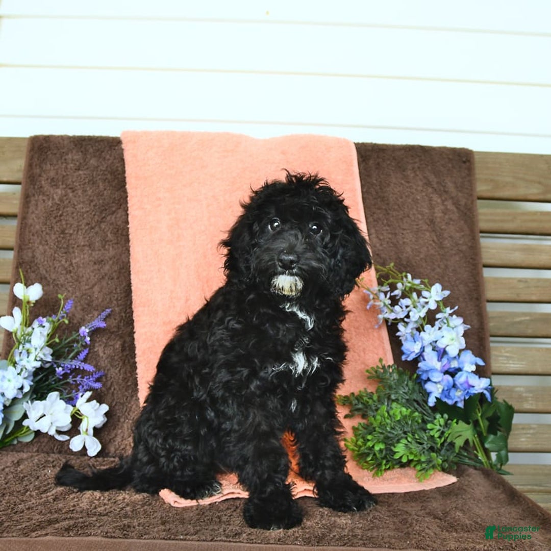 Miniature Poodle dogs for sale: Ophelia - Image 18