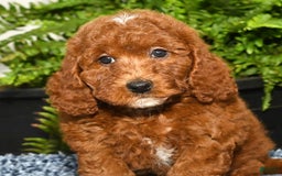 Miniature Poodle dogs for sale: Zuri - Image 5