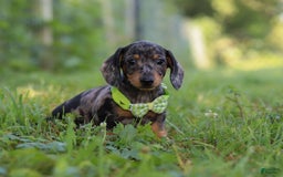 Miniature Dachshund dogs for sale: Jackson - Image 5