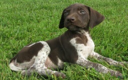 German Shorthaired Pointer dogs for sale: Tanner - Image 4