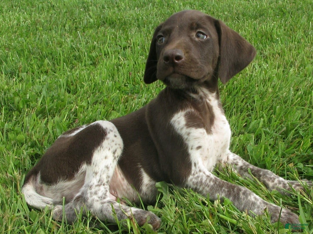 German Shorthaired Pointer dogs for sale: Tanner - Image 4