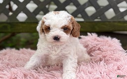 Cavapoo dogs for sale: Bianca - Image 8