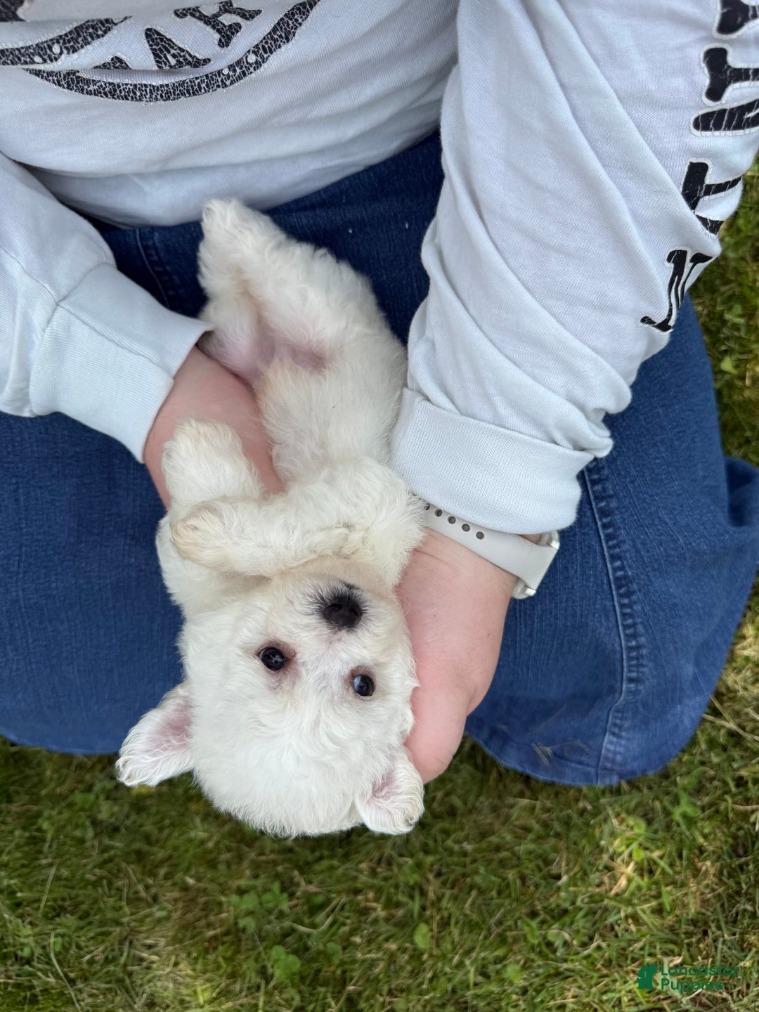 Bichon Frise dogs for sale: Prince - Image 16