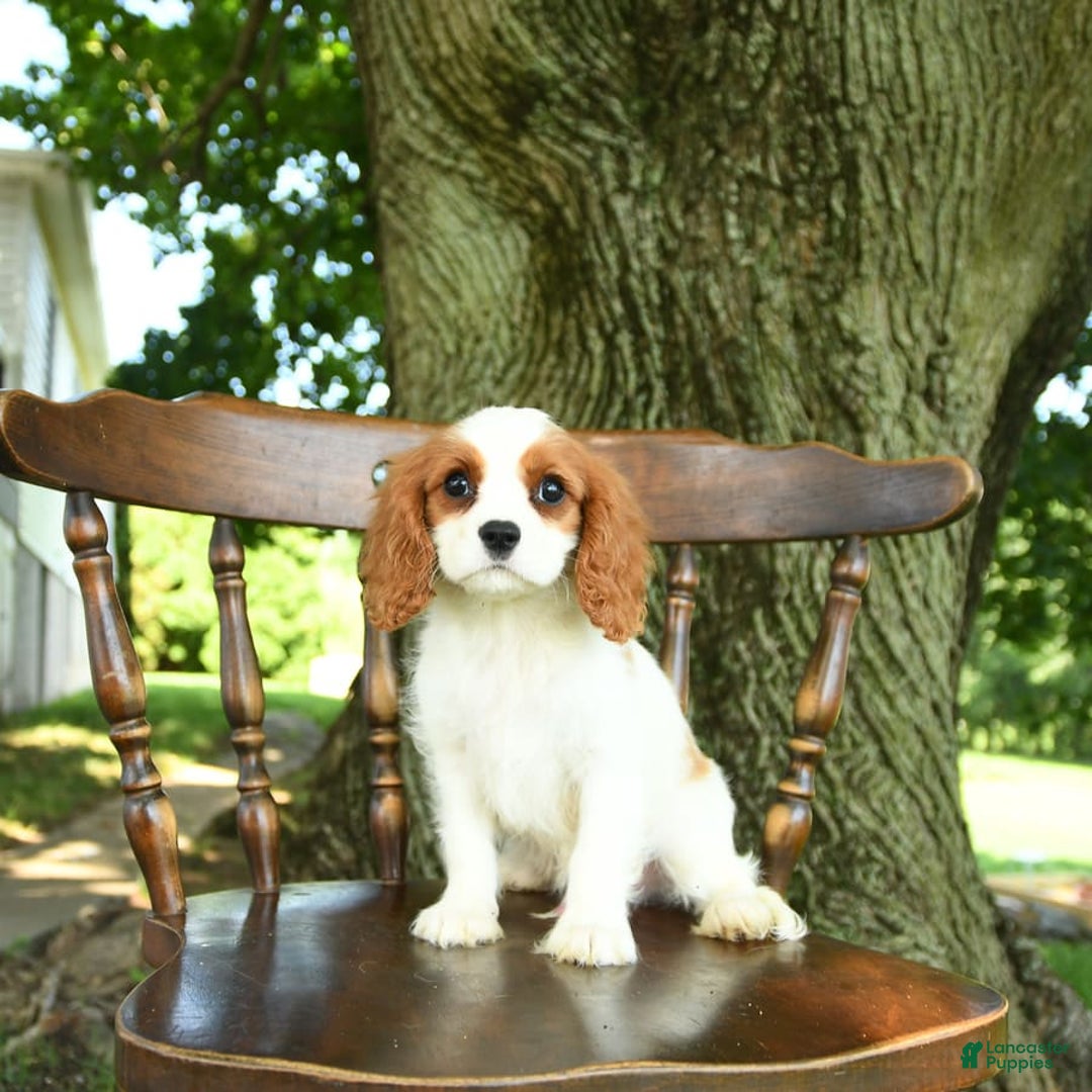 Cavalier King Charles Spaniel dogs for sale: Taylor - Image 2
