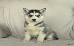 Siberian Husky dogs for sale: Jemma - Image 3