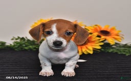 Miniature Dachshund dogs for sale: Belle - Image 2