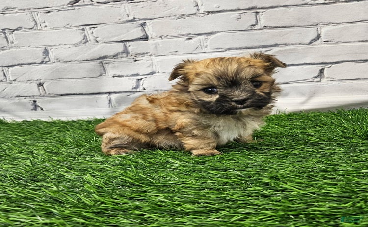 Morkie dogs for sale - Ad 3