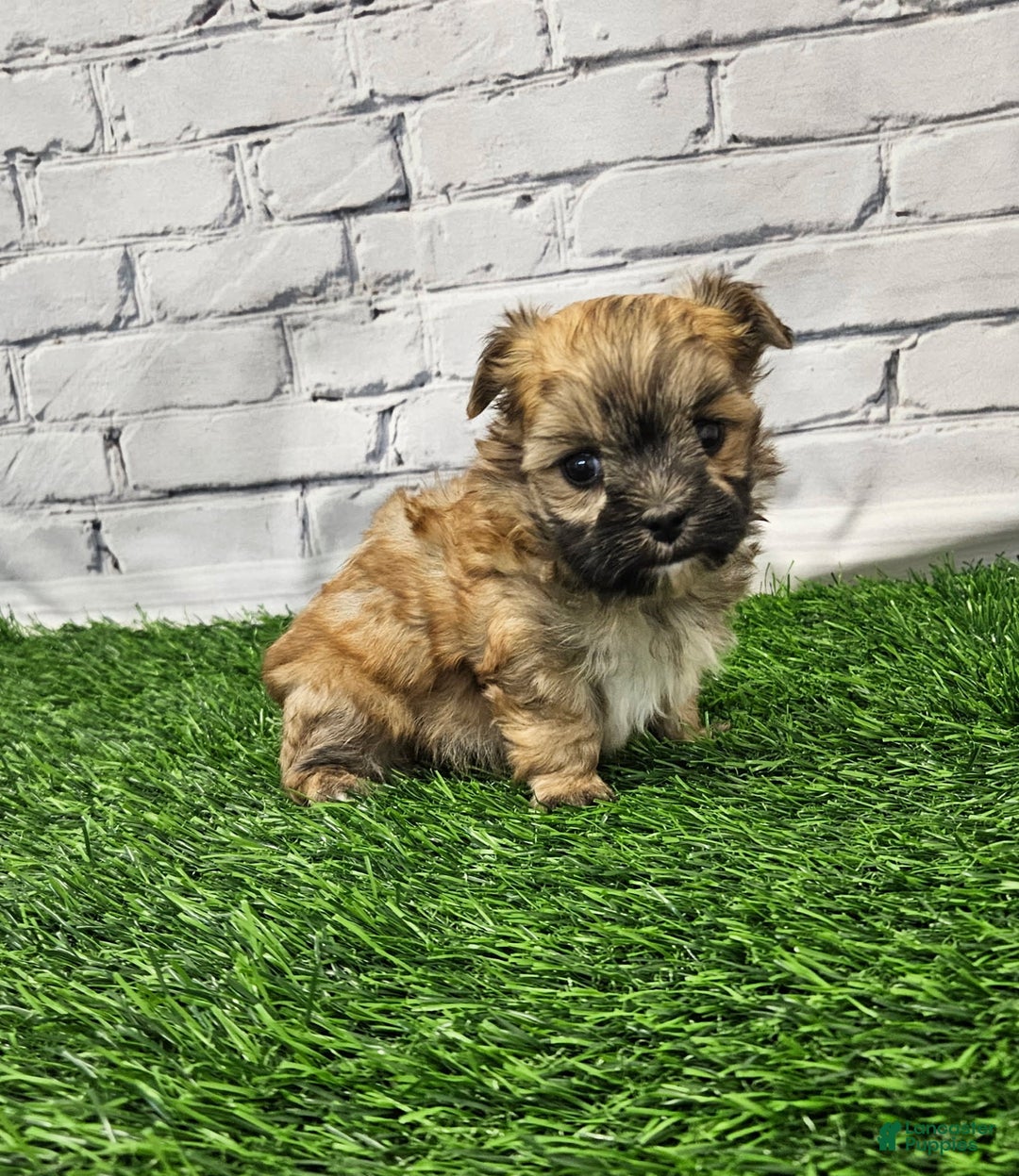 Morkie dogs for sale: Ollie - Image 1