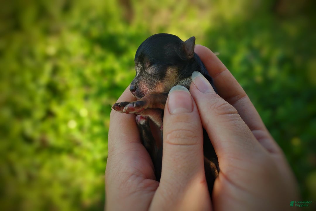 Morkie dogs for sale: "teacup" Cricket - Image 25