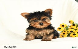 Yorkshire Terrier dogs for sale: Willow - Image 2