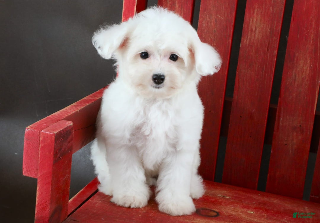 Yorkiepoo dogs for sale: Snow White - Image 11