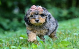 Cockapoo dogs for sale: Angela - Image 17