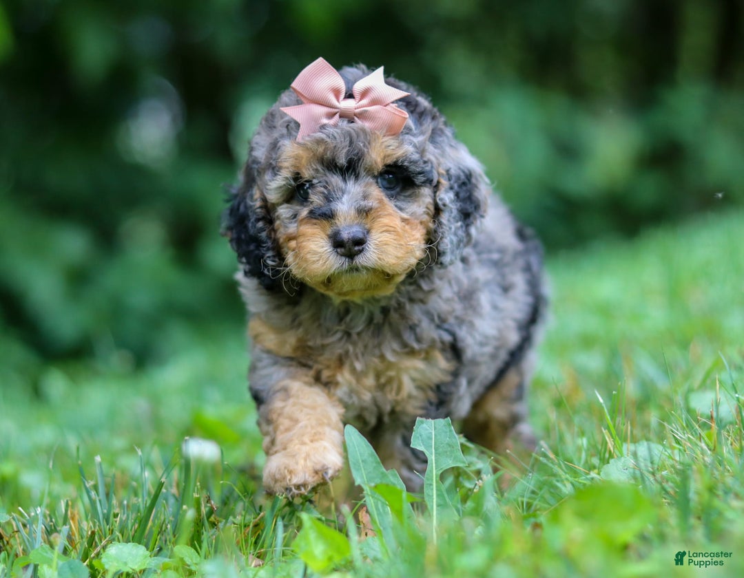 Cockapoo dogs for sale: Angela - Image 17