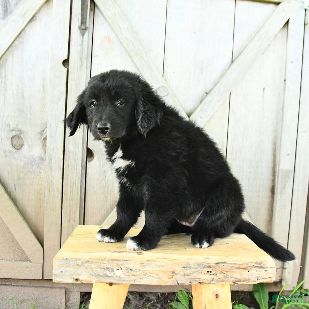 Australian Shepherd dogs for sale: Bella - Image 17
