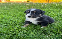 Australian Shepherd dogs for sale: Ahsoko - Image 8