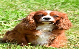 Cavapoo dogs for sale: Abby - Image 9