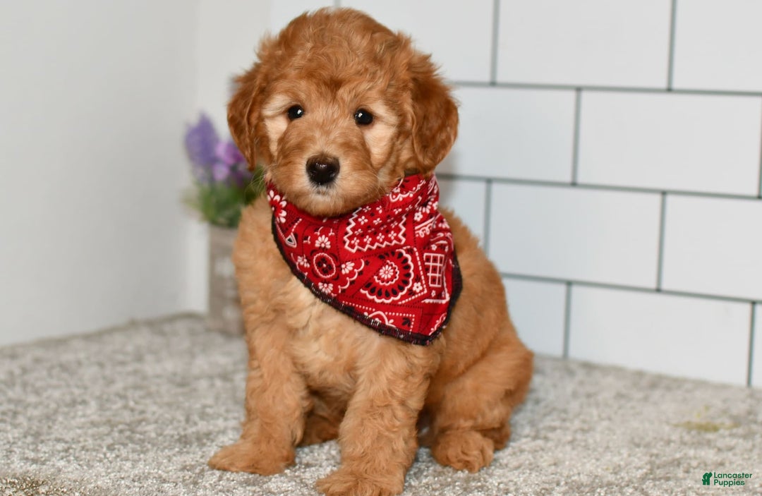 Mini Goldendoodle dogs for sale: Sophia - Image 4