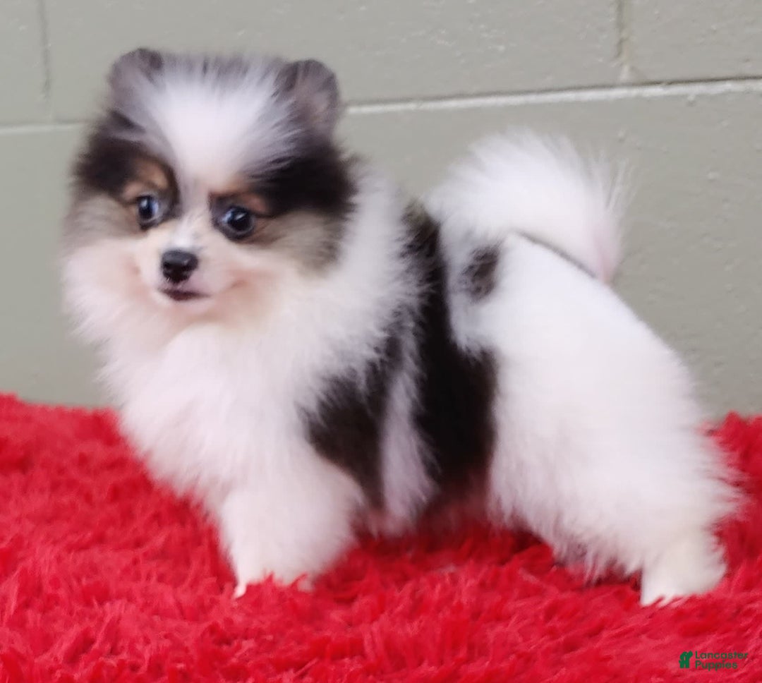 Pomeranian dogs for sale: Topper - Image 11