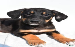 German Shepherd dogs for sale: Pansy - Image 7
