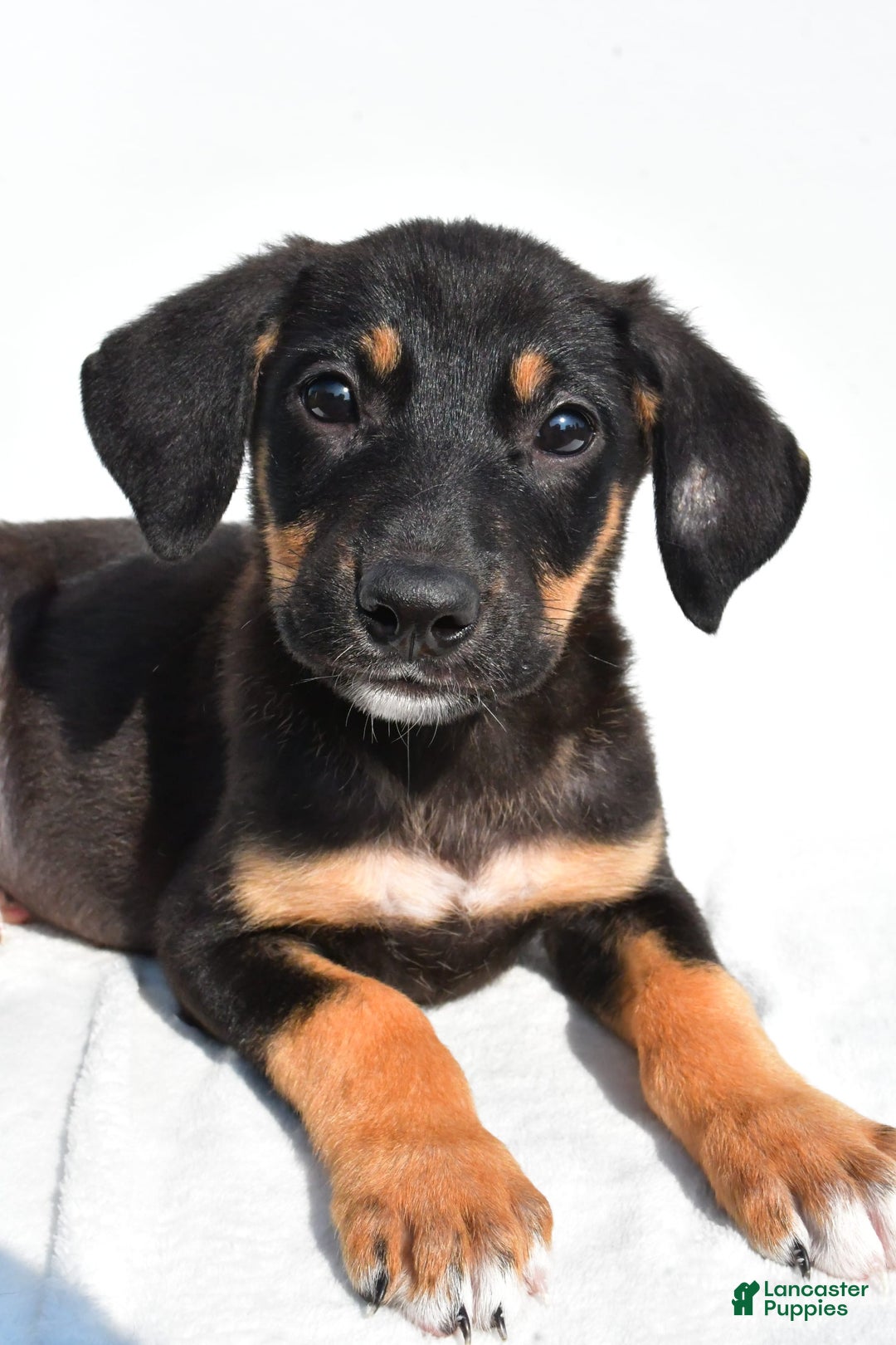 German Shepherd dogs for sale: Pansy - Image 7