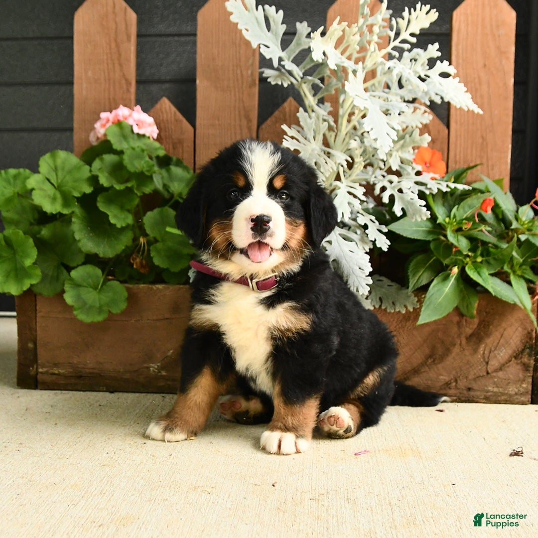 Bernese Mountain Dog dogs for sale: Millie - Image 3