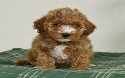 Cavapoo dogs for sale: Finny - Image 8